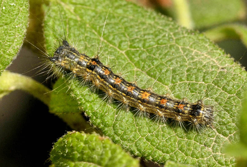 Lepidotteri dalla Sardegna